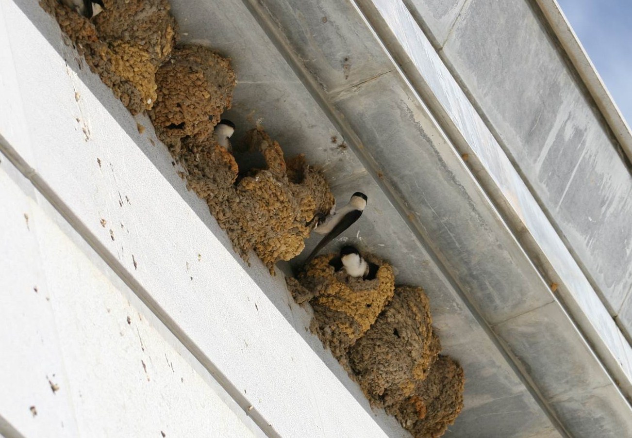 Hirondelles de fenêtre au nid
